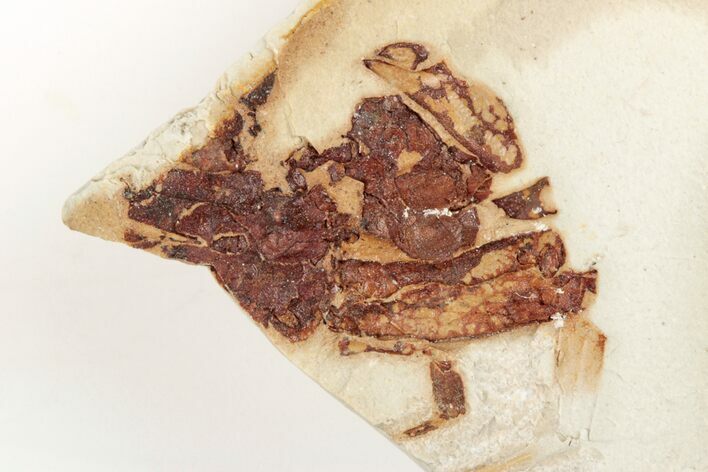 Partial, Miocene Pea Crab (Pinnixa) Fossil - California #205082